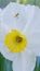 Jonquil narcissus daffodils Ð½Ð°Ñ€Ñ†Ð¸ÑÑ Ð¿Ð¾Ð»ÐµÐ²Ð¾Ð¹ spider